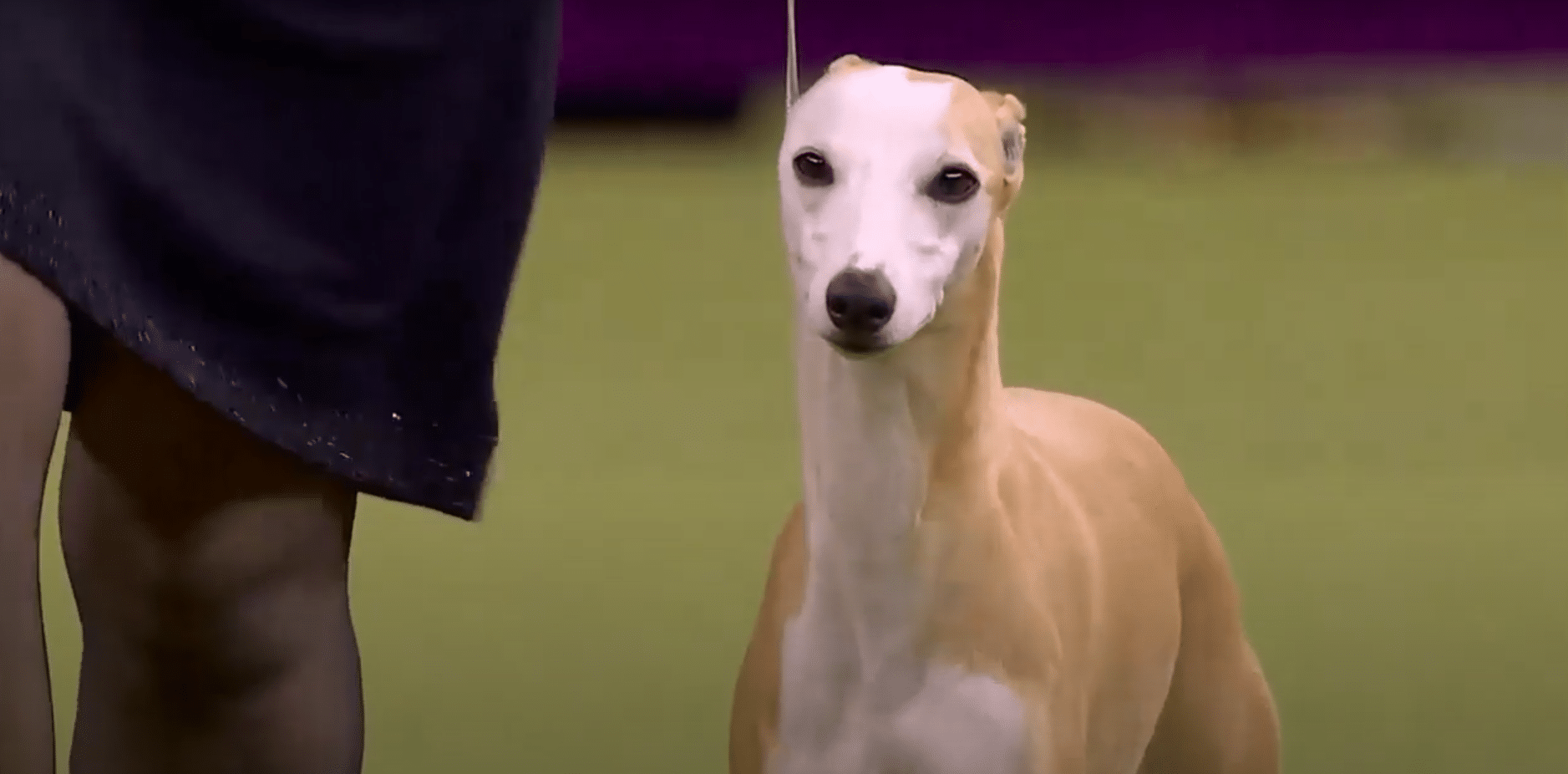 A dog is standing on a leash at a dog show.